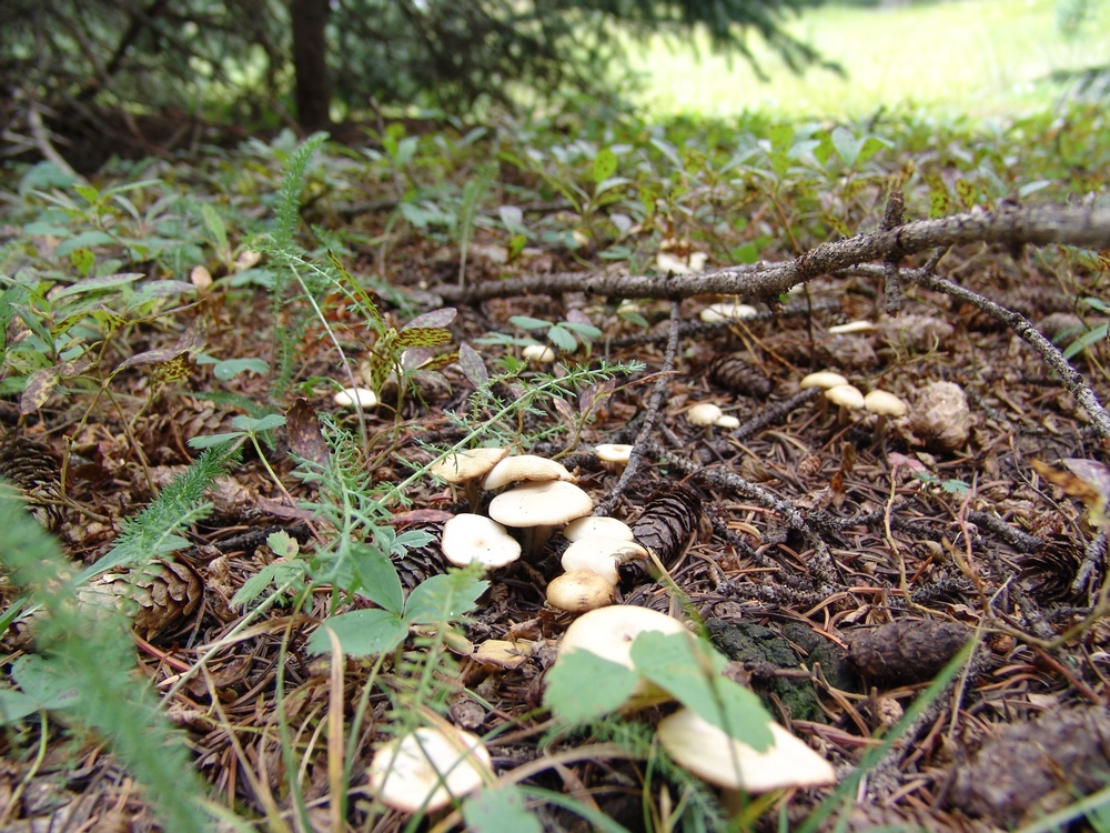 Small White Mushrooms